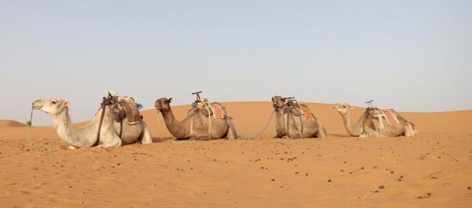 Kasbah Hotel Panorama Мерзуга Екстер'єр фото